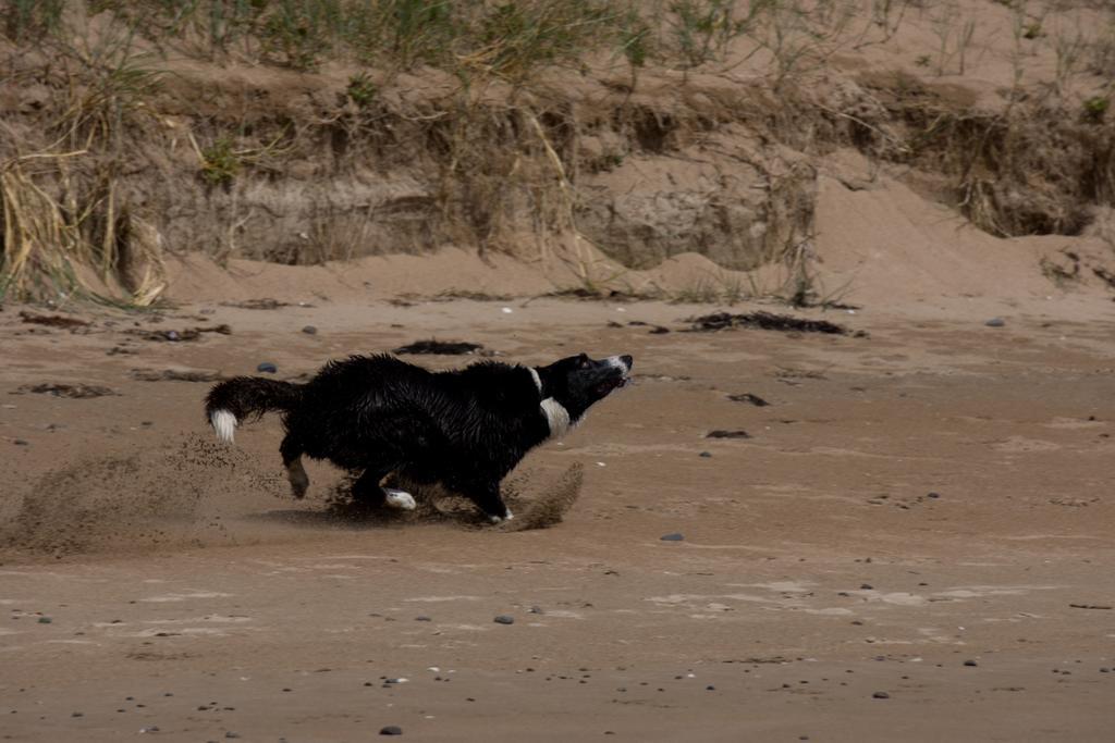 @ The Beach & Not Quite @ The Beach Holiday Cottages - Stanley Kültér fotó